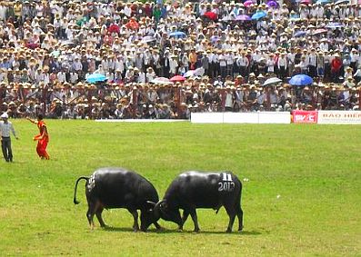 Dô Son plus de 30 000 spectateurs à la fête des combats de buffles